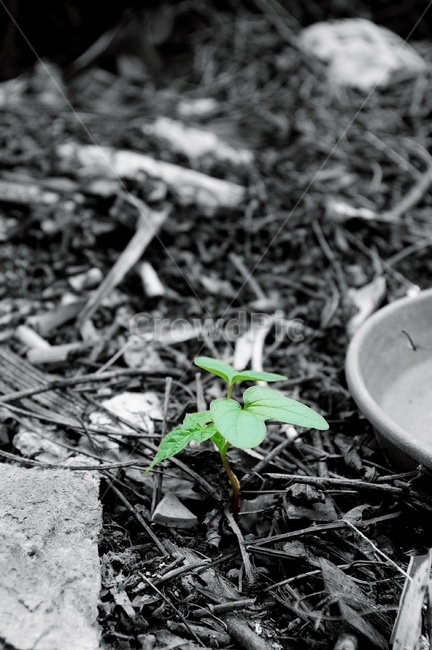 plant,식물,싹,풀,생명,떡잎,식물,자연,plants,nature