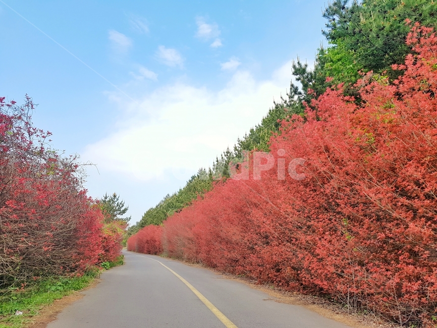 제주도,여행,풍경,도로,휴식,가을,계절,fall,autumn,season,자연,풍경,nature,landscape,tree,나무,maple,단풍,plant,식물,leaf,잎
