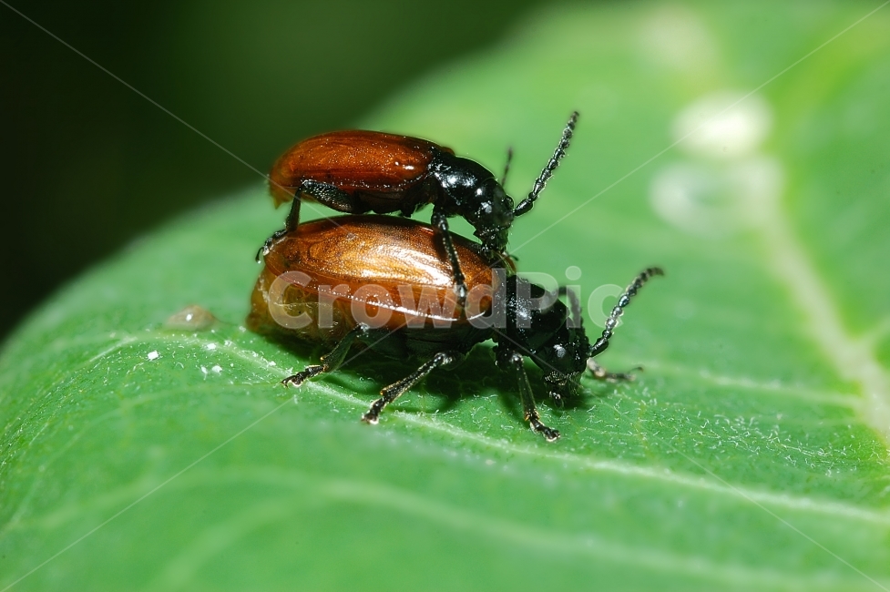 자연,접사,매크로,마이크로,곤충,Nature,closeup,macro,micro,insects,초록,동물,animal,곤충,벌레,insect,bug