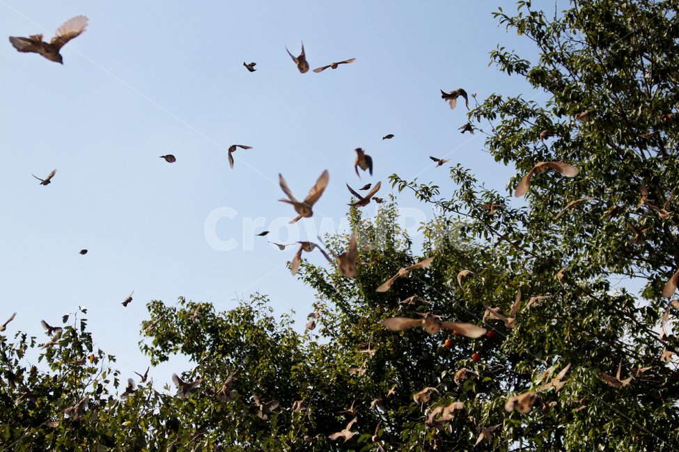 풍경,새,날다,숲,자연,순간포착,새떼,몽환,forest,brids,flying