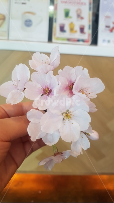 벚꽃,벚꽃놀이,꽃,봄,봄꽃