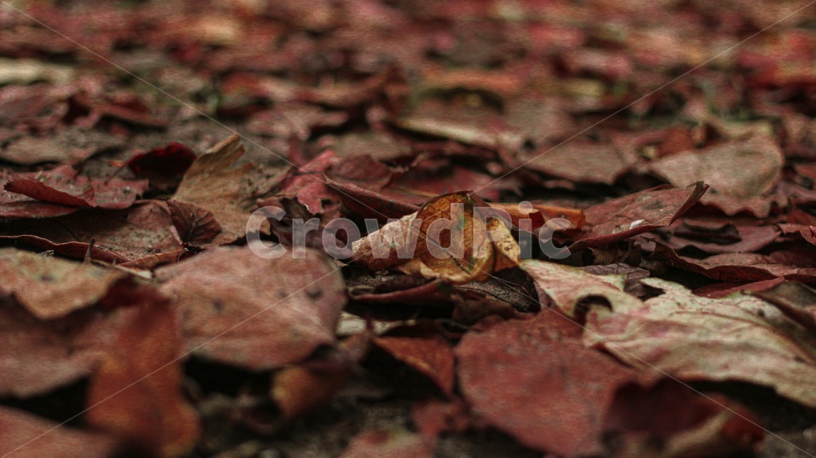 낙엽,가을,나뭇잎,식물,자연,가을,계절,fall,autumn,season