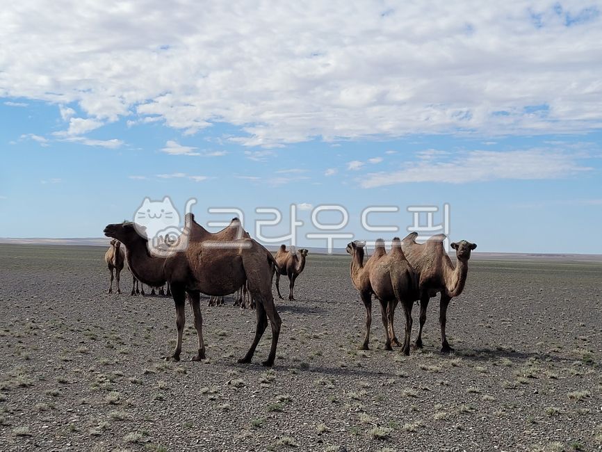Camel,Mongolian desert,Bactrian camel,grassland,Gobi desert