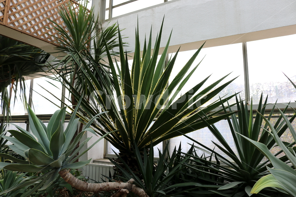 선인장,다육식물,다육이,식물,용설란,세기식물,자연,식물,자연,plants,nature