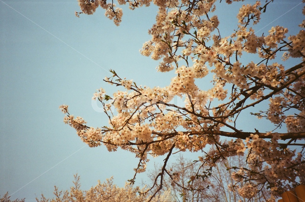 벚꽃,꽃,cherryblossom,봄,필름카메라