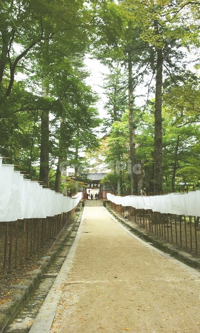 자연,나무,절,해인사,합천,길,여름
