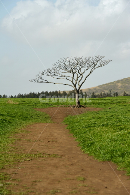 나무,왕따나무,목장,청보리,보리나무,자연,풍경,nature,landscape,한국자연풍경,한국자연경관,korea nature landscape,제주도,jeju,jeju island,식물,plants,나무,trees,wood,field,들,outdoors,옥외,grassland,목초지