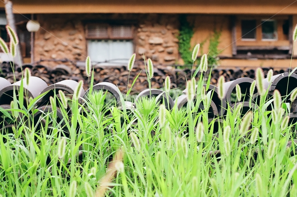 식물,plant,강아지풀,자연,grass,초목,식물,자연,plants,nature