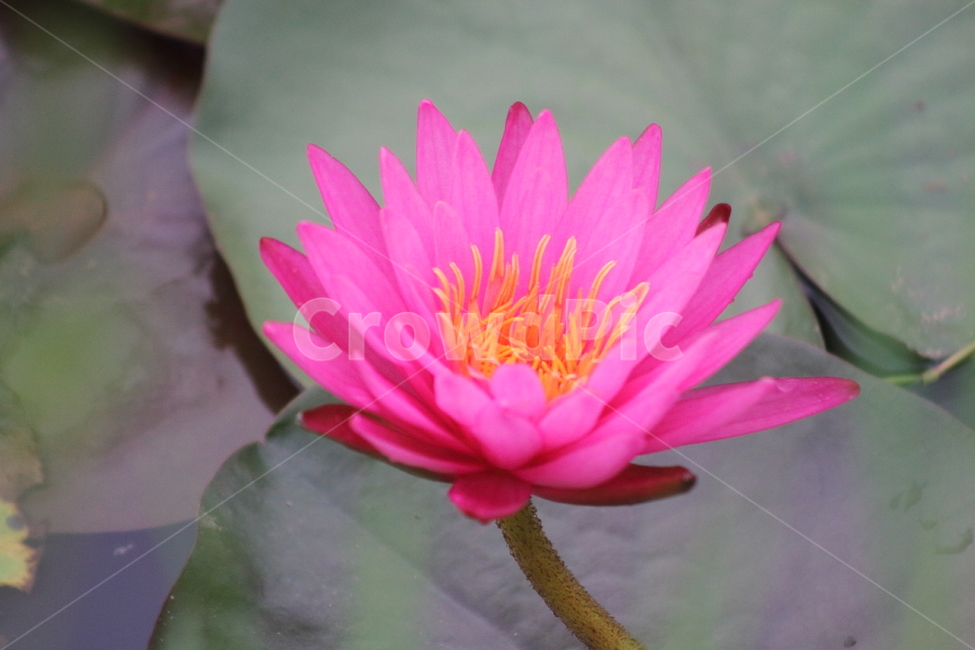 연,수련,꽃,식물,waterlily,식물,자연,plants,nature,꽃,flower