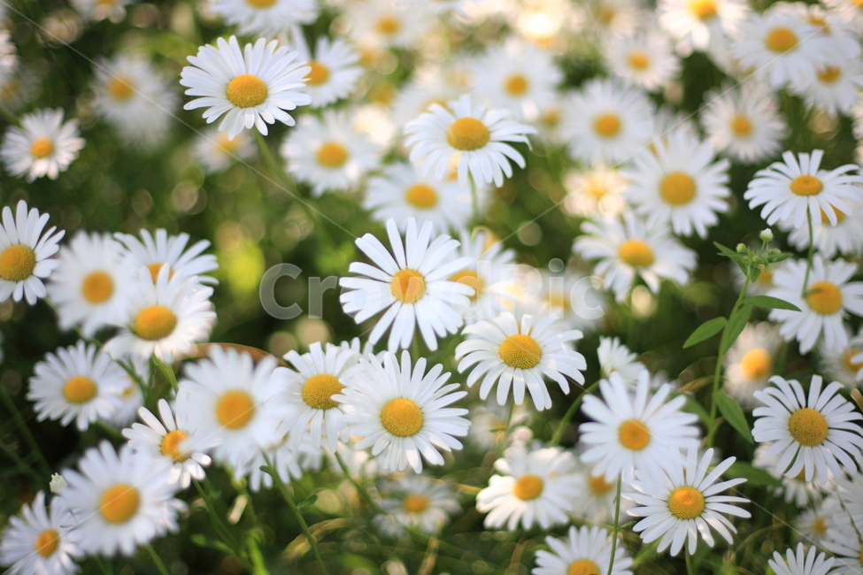 구절초,꽃,들꽃,flower,botanical,wildflower,식물,자연,plants,nature,꽃,flower