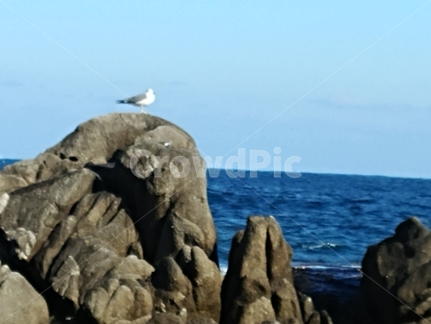 갈매기,바위,겨울바다,풍경사진,감성사진,동물,animal,조류,새,birds