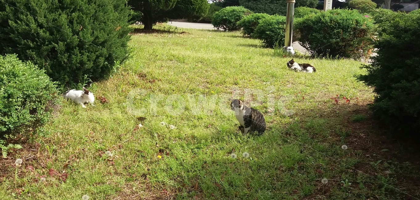 고양이,잔디,잔디밭,초록,일광욕,green,grass,tree,나무,자연,풍경,cat