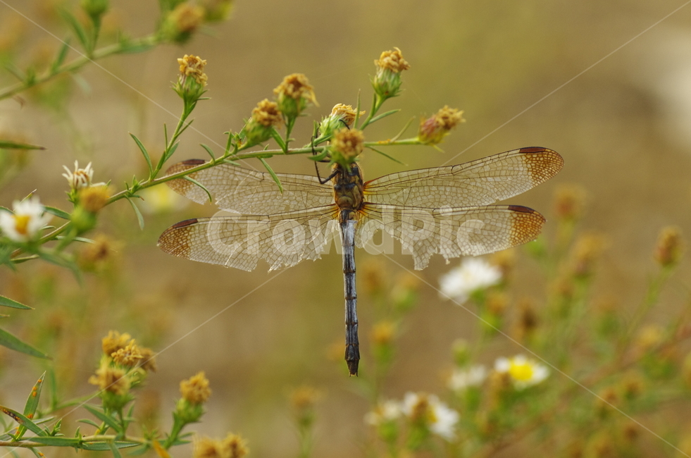 잠자리,가을,곤충,날개,풀잎,dragonfly,autumn,fall,insect,wing,leaf,season감성,자연,계절,접사,매크로,클로즈업,확대,가을곤충,여름곤충,여름