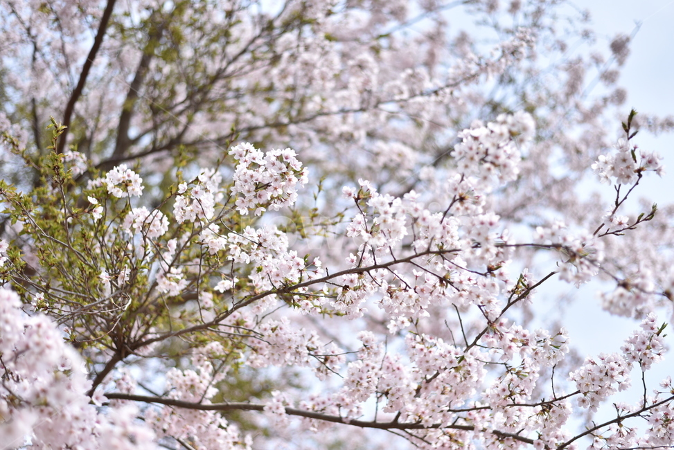벚꽃,식물,4월,봄,blossom,flower,나무,봄,계절,spring,season,식물,자연,plants,nature,꽃,flower,plant