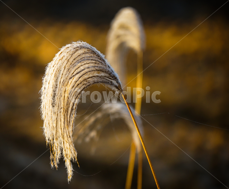 갈대,갈대꽃,가을,계절,감성,야생,꽃,식물,가을,계절,fall,autumn,season,식물,자연,plants,nature,outdoors,옥외,fungus,진균류
