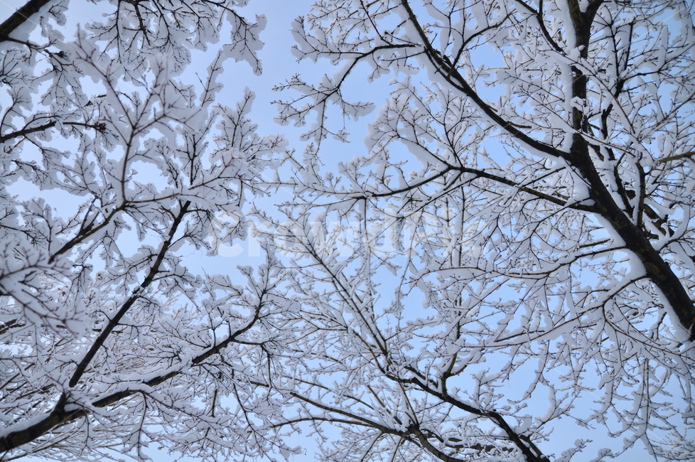 눈,상고대,스노우,눈쌓인나무,겨울,풍경,겨울풍경,겨울,계절,winter,season,나무,trees,wood