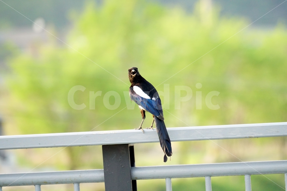 까치,조류,새,동물,자연,나무,bird,animal,nature,풍경,다리,난간,동물,animal,조류,새,birds