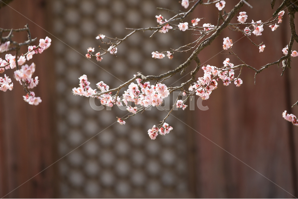 매화,봄,꽃,계절,식물,통도사,plant,flower,봄,계절,spring,season
