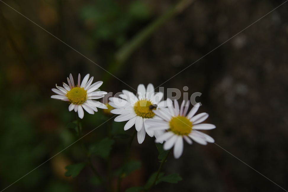 nature,곤충,자연,장안산,야생화,산,풍경,outdoors,식물,자연,plants,nature