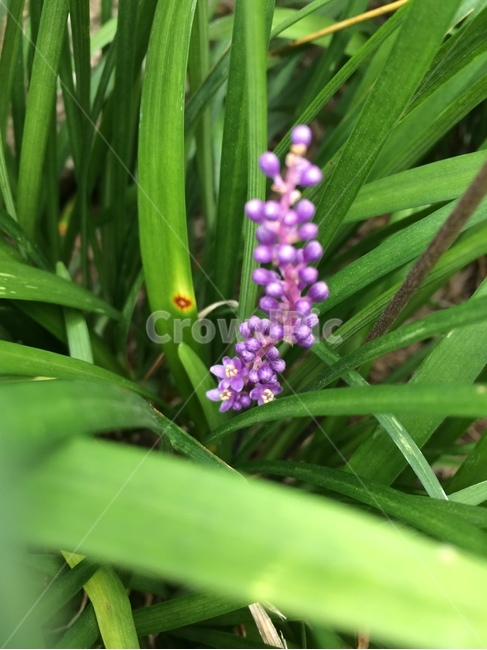 맥문동,맥문동꽃,보라색,꽃,식물,식물,자연,plants,nature,꽃,flower