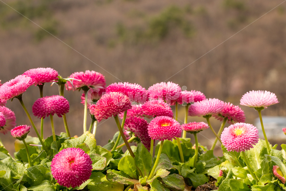 데이지,봄,꽃,봄꽃,식물,확대,클로즈업,접사,야외,실외,배경,식물,자연,plants,nature,꽃,flower