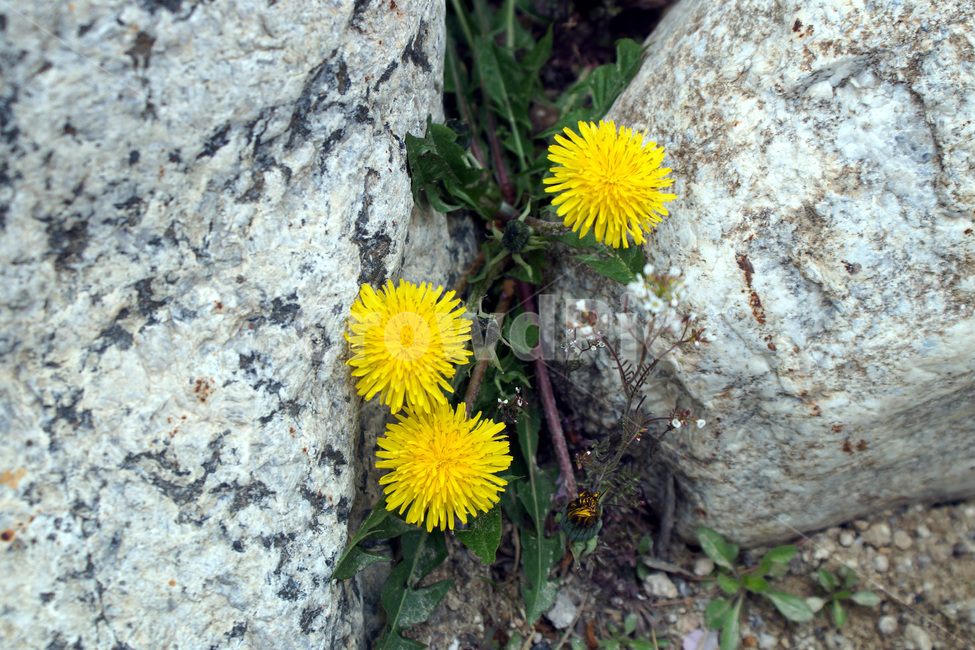 꽃,바위,식물,공원,식물원,자연,flowers,rocks,plants,parks,botanicalgardens,nature