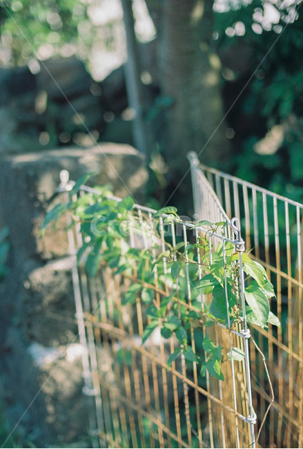 골목,초록잎,필름사진,감성사진,감각,자연,풍경,골목길,돌담,빛,따뜻함,편안함,배경,여행,식물,자연,plants,nature,감성,sensible,feeling