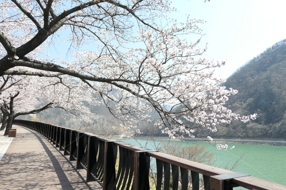 벚꽃,단양강,단양,단양벚꽃,강변,봄,계절,spring,season,자연,풍경,nature,landscape,railing,난간,plant,식물