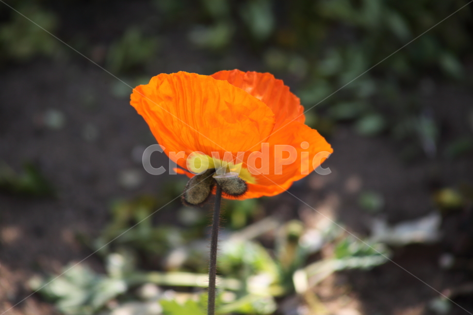 양귀비,꽃,꽃양귀비,조경용,poppy