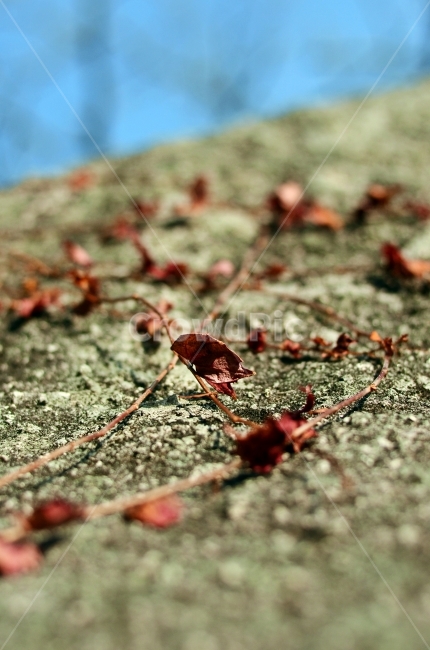 로우앵글,덩쿨,아웃포커스,가을,하늘,자연,풍경,가을,계절,fall,autumn,season,식물,자연,plants,nature,ground,바닥