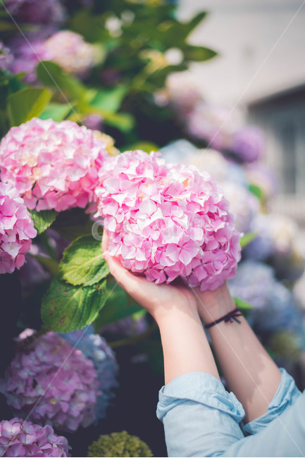 수국,꽃,식물,여름꽃,핑크꽃,분홍꽃,식물,자연,plants,nature,꽃,flower,감성,sensible,feeling