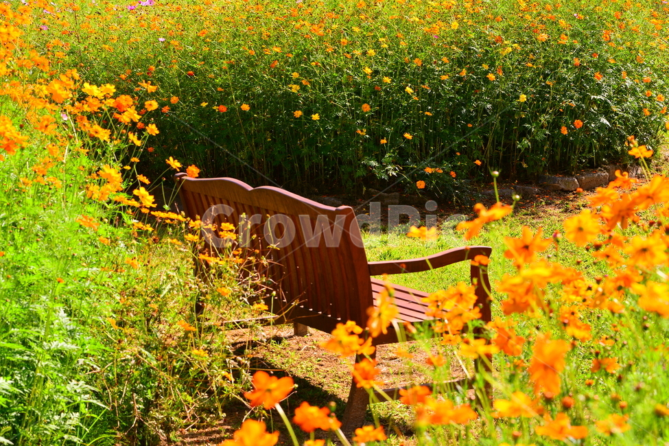 벤치,의자,나무의자,쉼터,휴식,빈자리,relaxation,rest,쉼,쉬어가는곳,힐링,여유,명상,산책,bench,leisure,sit,chair,풍경,앉다,자리,편안한,화단,정원,꽃밭,노랑코스모스,cosmos,가든,flowers,healing,휴식,힐링,rest,relaxation,healing
