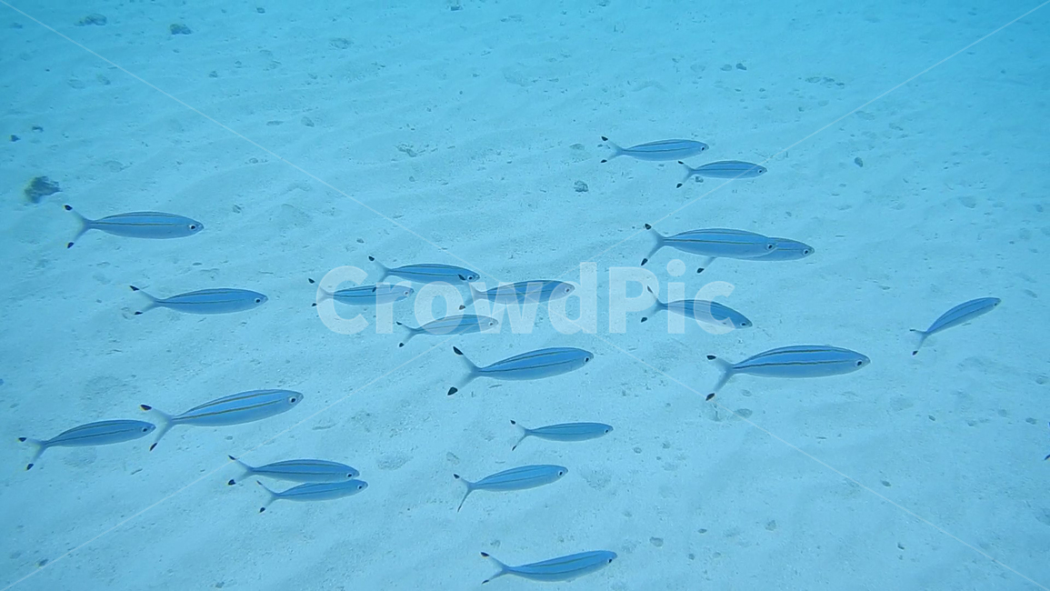 물고기,물고기떼,바닷속,스쿠버다이빙,fish,여름,호주,greatbarrierreef,그레이트배리어리프,포트더글라스,바다,아쿠아,ocean,sea,blue,nature,동물,animal,어류,물고기,fish