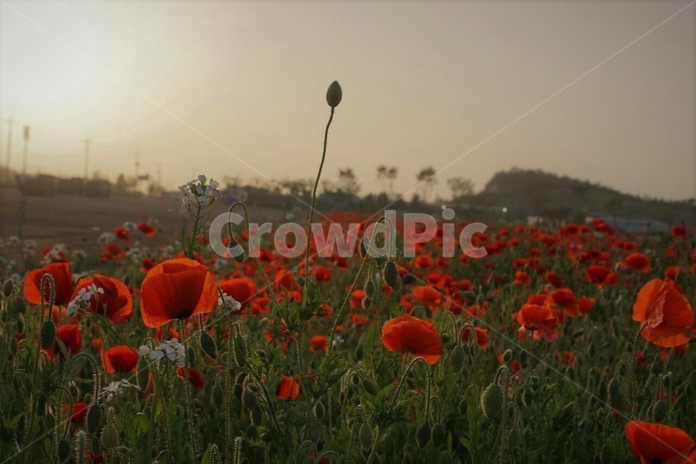 꽃,양귀비,자연,식물,저녁놀,저녁빛,봄,spring,하늘,nature,sky,감성,풍경,계절,season,자연풍경,식물,자연,plants,nature,꽃,flower