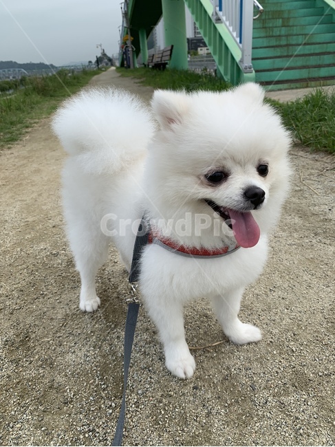 강아지,포메,귀여운,강아지산책,하얀강아지