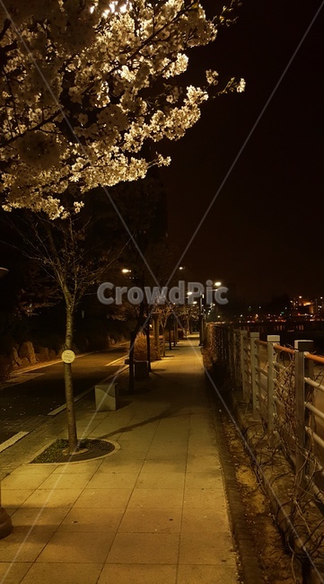 벚꽃,분위기,야경,봄날밤,늦봄,퇴근길,운치,하교길,쓸쓸,야경,밤,풍경,nightscape,night,landscape,path,통로,sidewalk,보도,pavement,포장