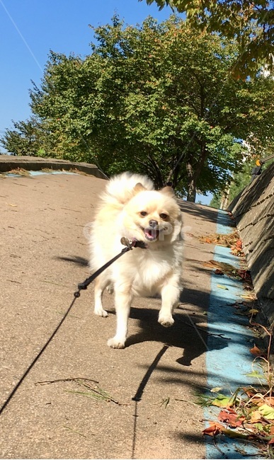 강아지,개,멍멍이,산책,반려견,동물,animal,포유류,mammal,개,강아지,dog,doggy