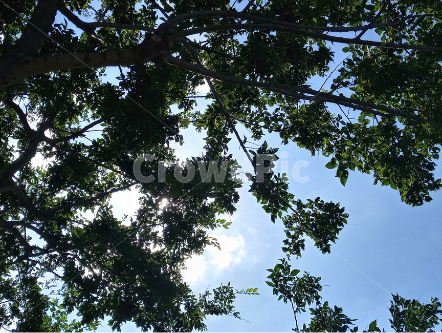 plant,식물,tree,나무,treetrunk,나무줄기,자연,맑은,식물,자연,plants,nature,나무,trees,wood