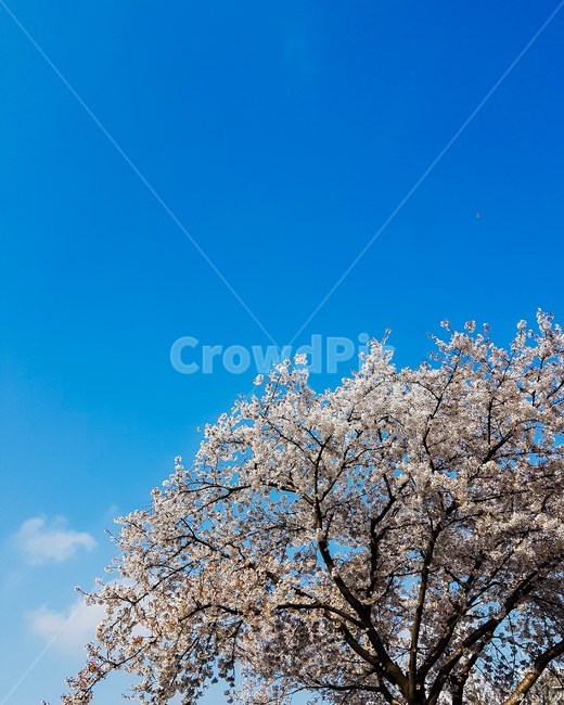벚꽃,벚꽃나무,꽃,만개,하늘,나무,봄