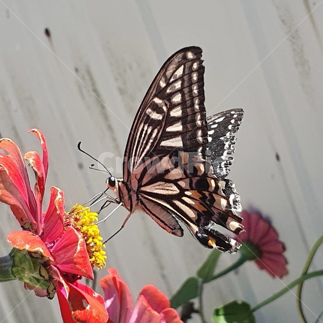 곤충,insect,animal,butterfly,plant,식물,나비,곤충,벌레,insect,bug