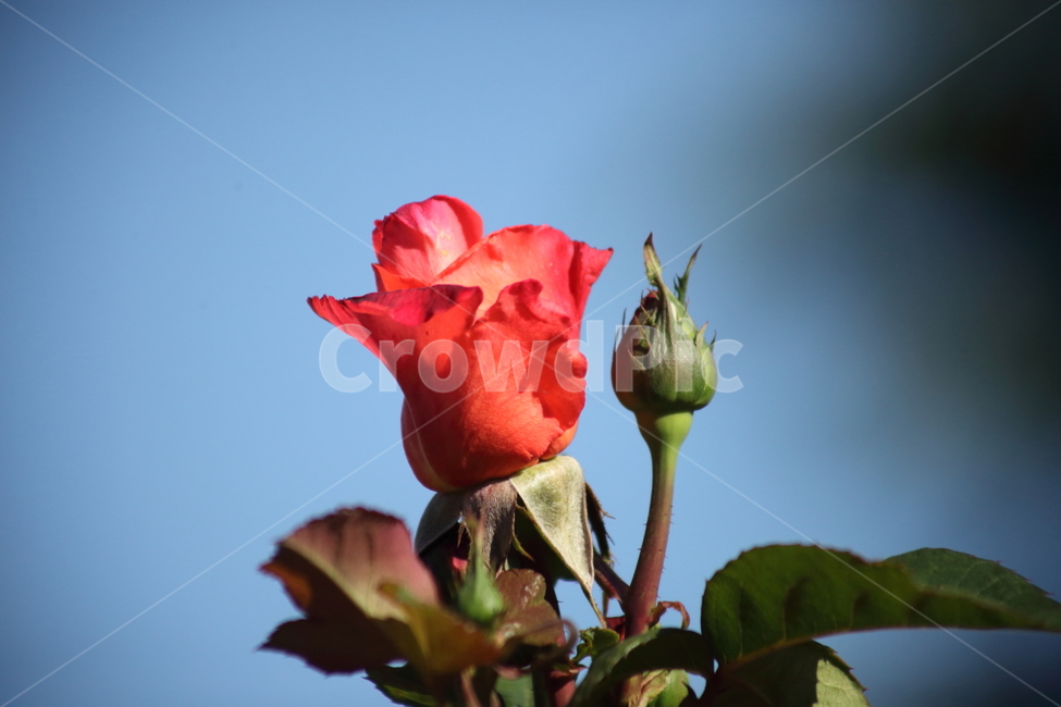 장미,꽃,덩굴식물,정원수,rose