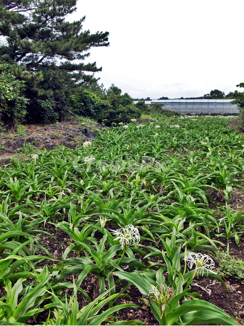 문주란꽃,김녕농로,제주,올레19코스,올레길,밭,농작물,자연,풍경,nature,landscape,plant,식물,potted plant,화분,jar,항아리,pottery,도기류
