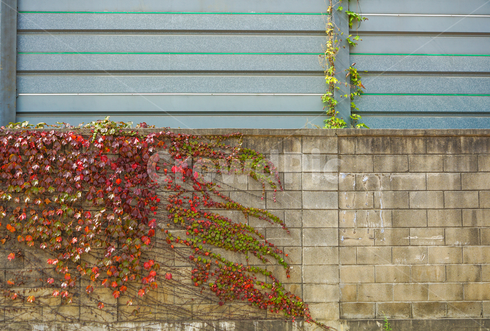 담장,팬스,담쟁이,넝쿨,단풍,가을,식물,가을,계절,fall,autumn,season,wall,벽,brick,벽돌