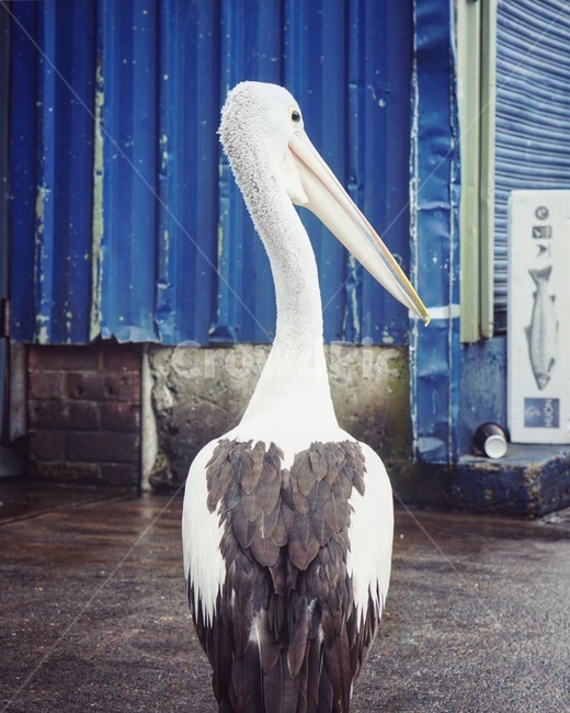 펠리칸,새,조류,큰새,pelican,동물,animal,조류,새,birds