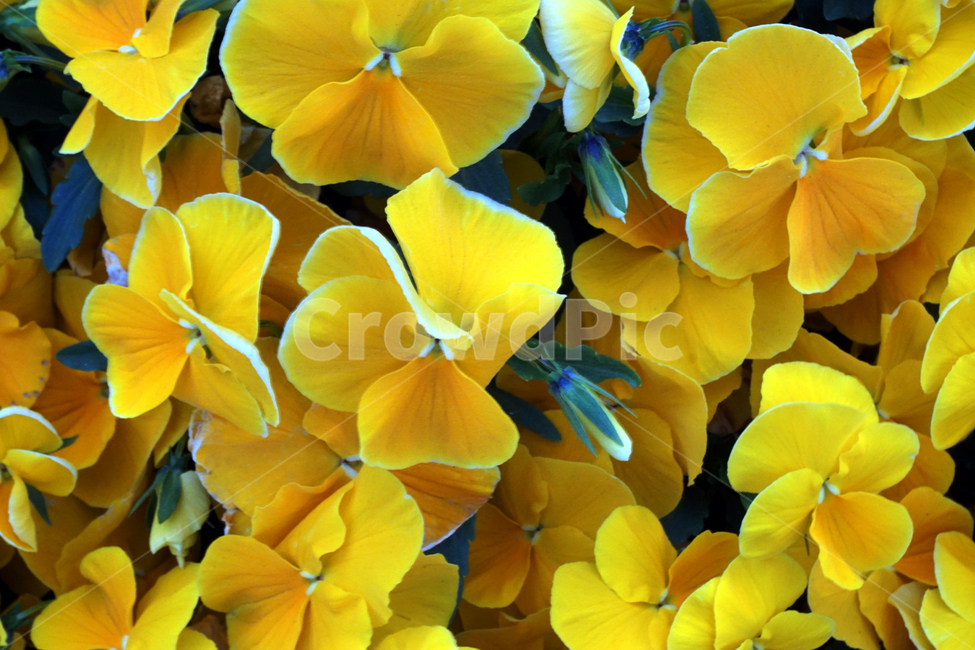 plant,식물,blossom,flower,꽃,petal,꽃잎,자연,배경화면,바탕화면,background,화단,조경,꽃밭