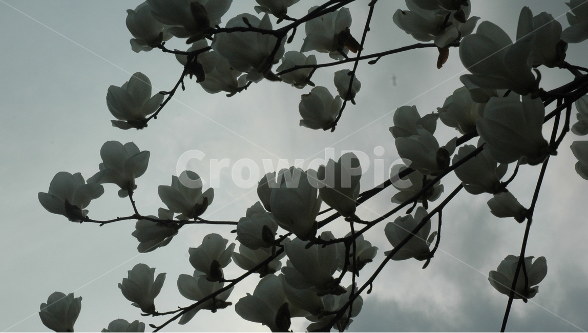 목련,백목련,kobusmagnolia,토종목련,꽃,식물,자연,plants,nature,꽃,flower