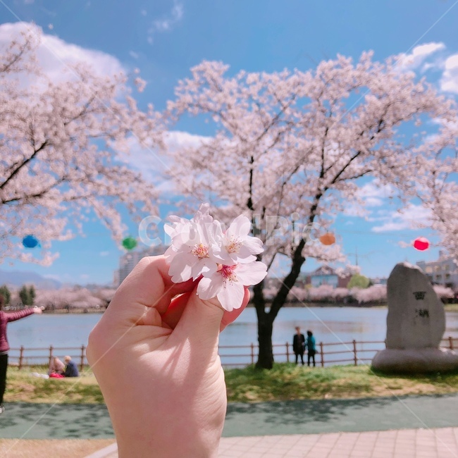 벚꽃,하늘,나무,축제,꽃