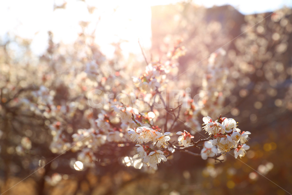 꽃,봄,노을,매화,따뜻,봄,계절,spring,season,식물,자연,plants,nature,꽃,flower,감성,sensible,feeling,휴식,힐링,rest,relaxation,healing,plant
