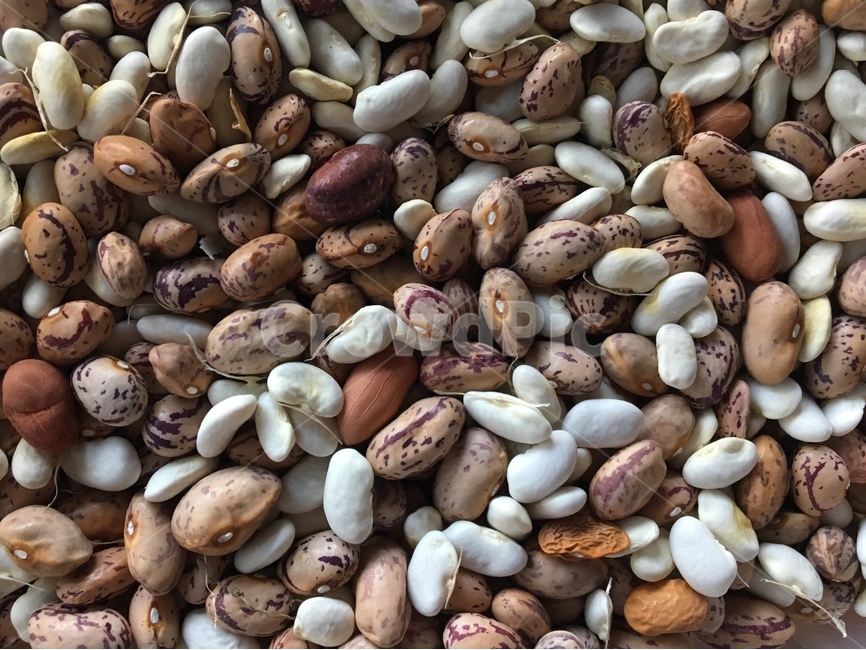 콩,농산물,자연,강낭콩,beans,음식,식재료,요리,food,cook,meal,dishes,food reserves,콩류,견과류,beans,pulse,nuts,dry fruits,텍스처,질감,패턴,texture,pattern