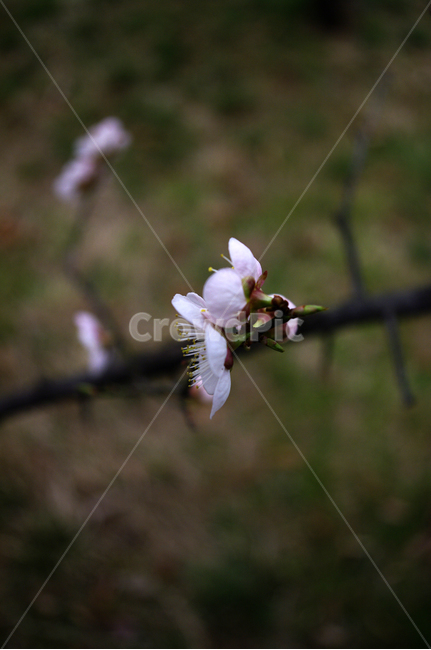 꽃,flower,매화,봄,spring,계절,식물,plant,자연,nature,식물,자연,plants,nature,꽃,flower